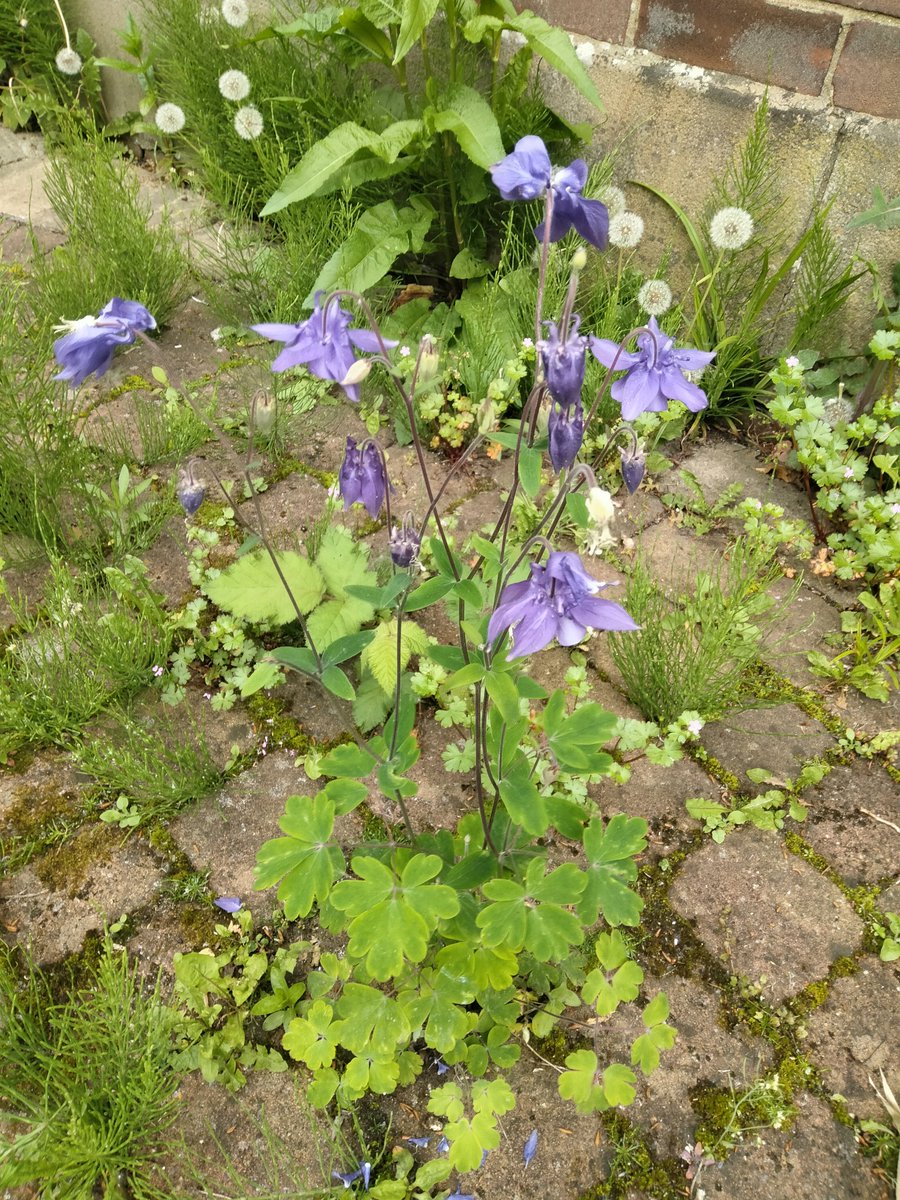 Louis Johnson tweet media