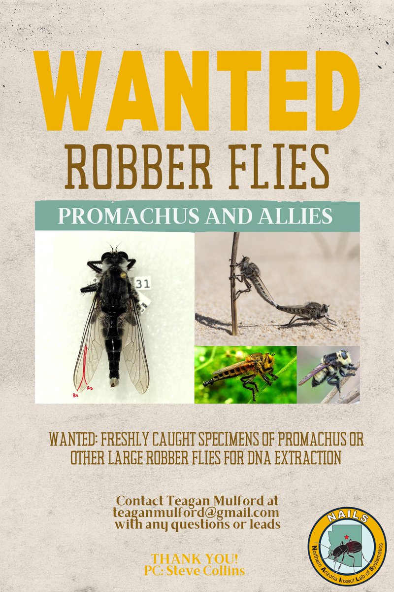 If you catch any robber flies this season AND if you want my undivided appreciation, please DM/email me for help in gathering specimens for my PhD work!