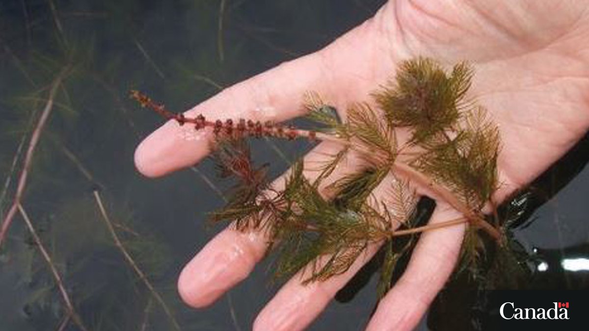 Who’s catching a ride with you? Look out for #hitchhikers like #invasive Eurasian Water Milfoil. Always clean your boat hull, motor and fishing gear after use. May is B.C. Invasive Species Action Month! ow.ly/mmGM50RxrC7