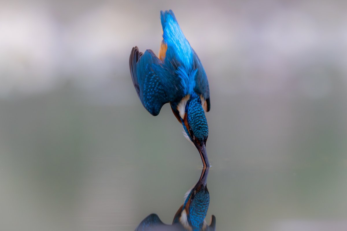 Rob O’Brien tweet media