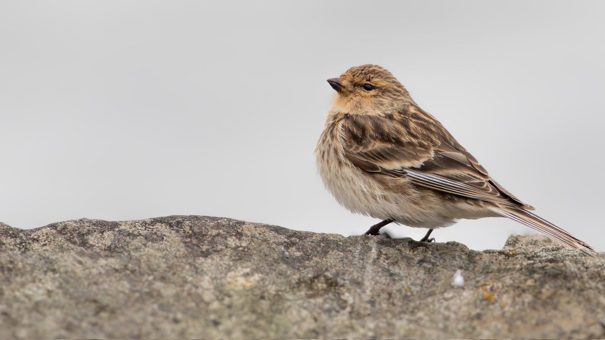 Brilliant things, aren't they? My best views yet of Twite (ssp. pipilans) 💥 A small flock singing & feeding in Fort William with a pair of presumed ssp. autochthona Common Linnet over the weekend - @ScottishBirding