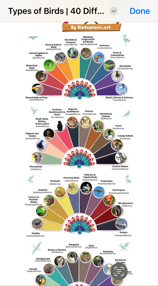 Types of birds #ornithology #ecology #wildlife #zoology