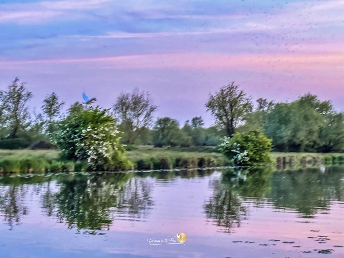 We are spoilt with beautiful sunsets in The Fens this week 🥰 Another river walk this evening in Ely, Cambridgeshire #Sunset #EveningWalk #Swan