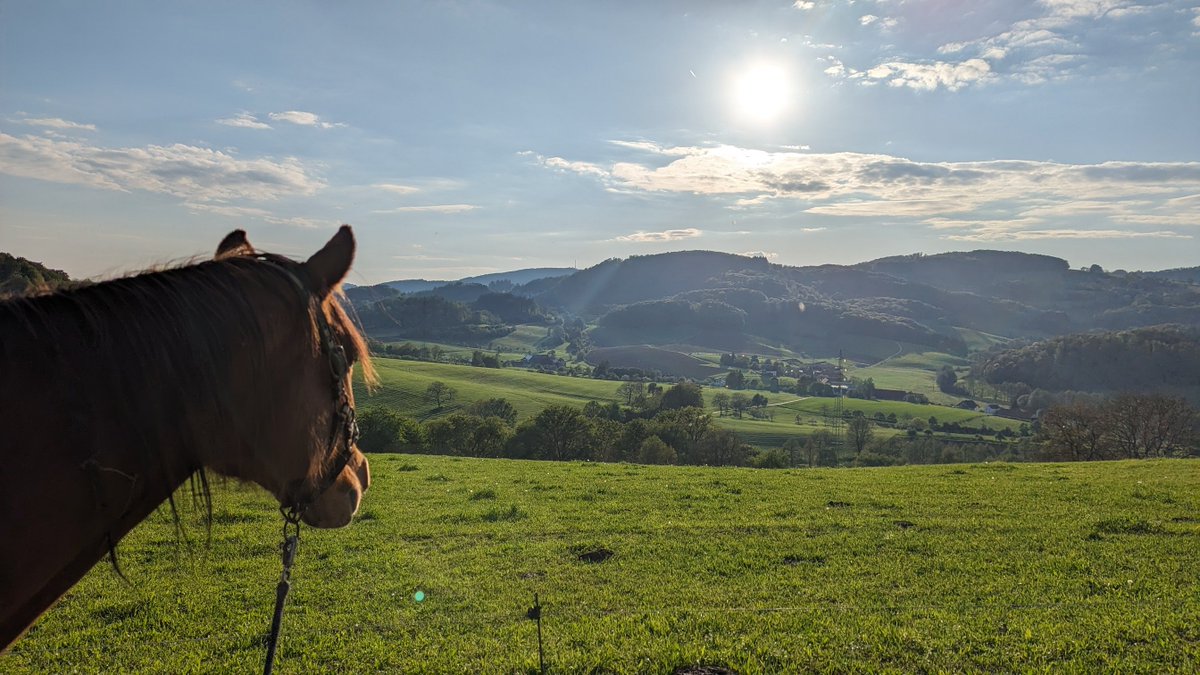 Going out with the Loyal Russian Arabian Steed in the beautiful #Odenwald 🤗