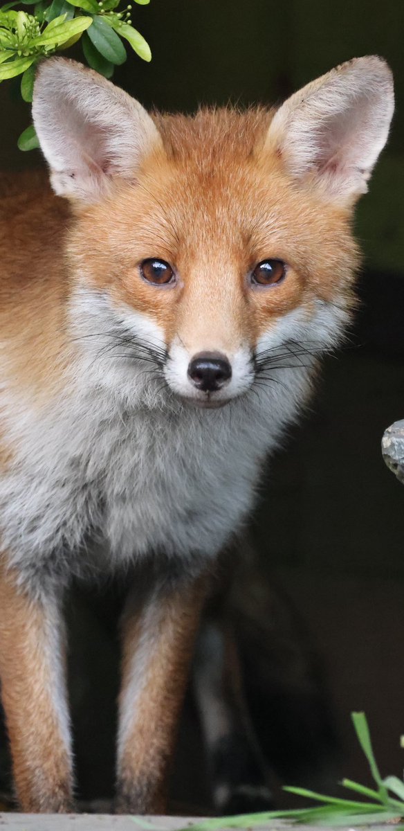 Fox coming out of the hedgerow #BBCWildlifePOTD #Fox #foxfriday #foxinmygarden #foxlovers #foxcub #FoxOfTheDay #foxlove #wildlifephotography #urbanwildlife #urbanfox