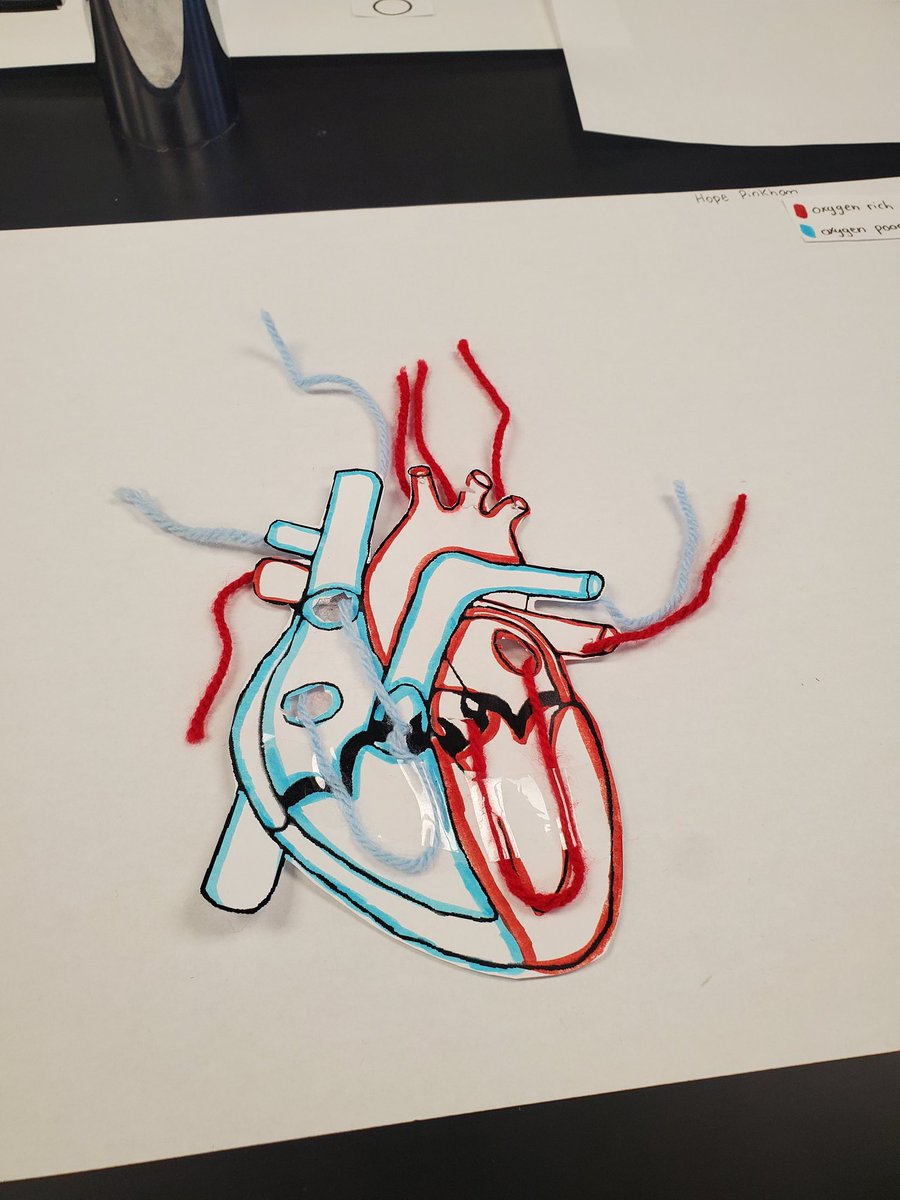 Jennifer Bancej (@mrsbancej) on Twitter photo Making heart models in grade 11 college bio. The yarn shows the flow of oxygenated and deoxygenated blood through the heart. <a href="/MrsBancej/">Jennifer Bancej</a> <a href="/OTHSPANTHERS/">OTHS</a> <a href="/OCDSB/">OCDSB</a> <a href="/PeterGamwell/">Peter Gamwell</a> Making heart models in grade 11 college bio. The yarn shows the flow of oxygenated and deoxygenated blood through the heart. <a href="/MrsBancej/">Jennifer Bancej</a> <a href="/OTHSPANTHERS/">OTHS</a> <a href="/OCDSB/">OCDSB</a> <a href="/PeterGamwell/">Peter Gamwell</a>