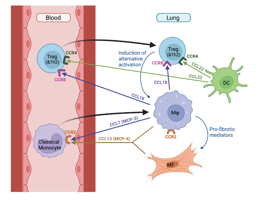 6/n Based on our blood & lung gene expression & protein findings we proposed a lung-blood recruitment model in IPF #IPFImmuneCellAtlas atsjournals.org/doi/epdf/10.11…