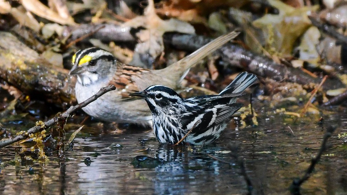 This photo I took today is far from technically perfect but I like it bc it shows the size discrepancy between a White-throated Sparrow that can weigh btw 22-32g and Black&White Warbler that weighs btw 8-15g. The Sparrow looks like a hulk compared to this warbler!