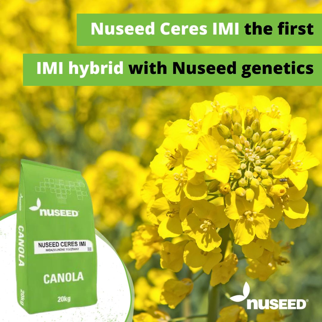 👋Have you met #Nuseed Ceres IMI?

Ceres IMI is the new option for IMI tolerant #canola with top-rated Nuseed genetics.

Learn more and get Ceres IMI into your rotation 👉 bit.ly/NuseedCeresIMI

#Plant24 #Canola24 #AusAg