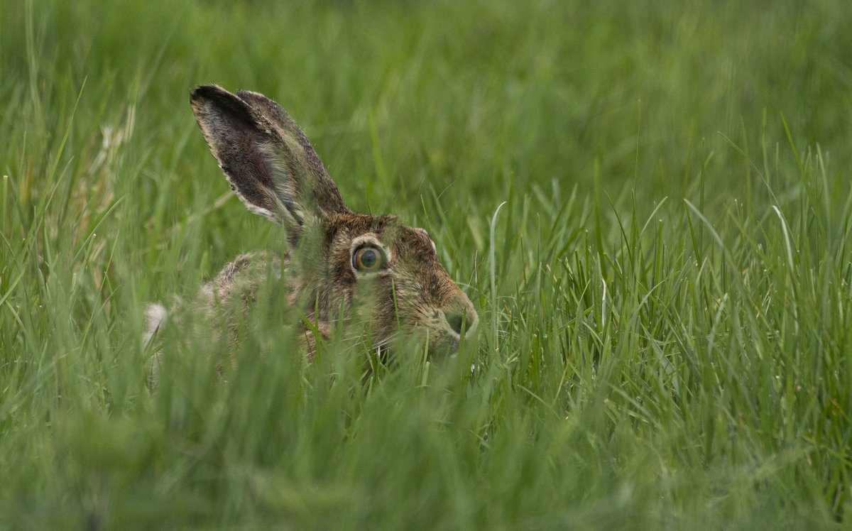 Some great Brown Hare faces tonight.... #wildlife #hares #brownhares #fife #fifewildlife #wildfife #smallholding #smallholdinglife