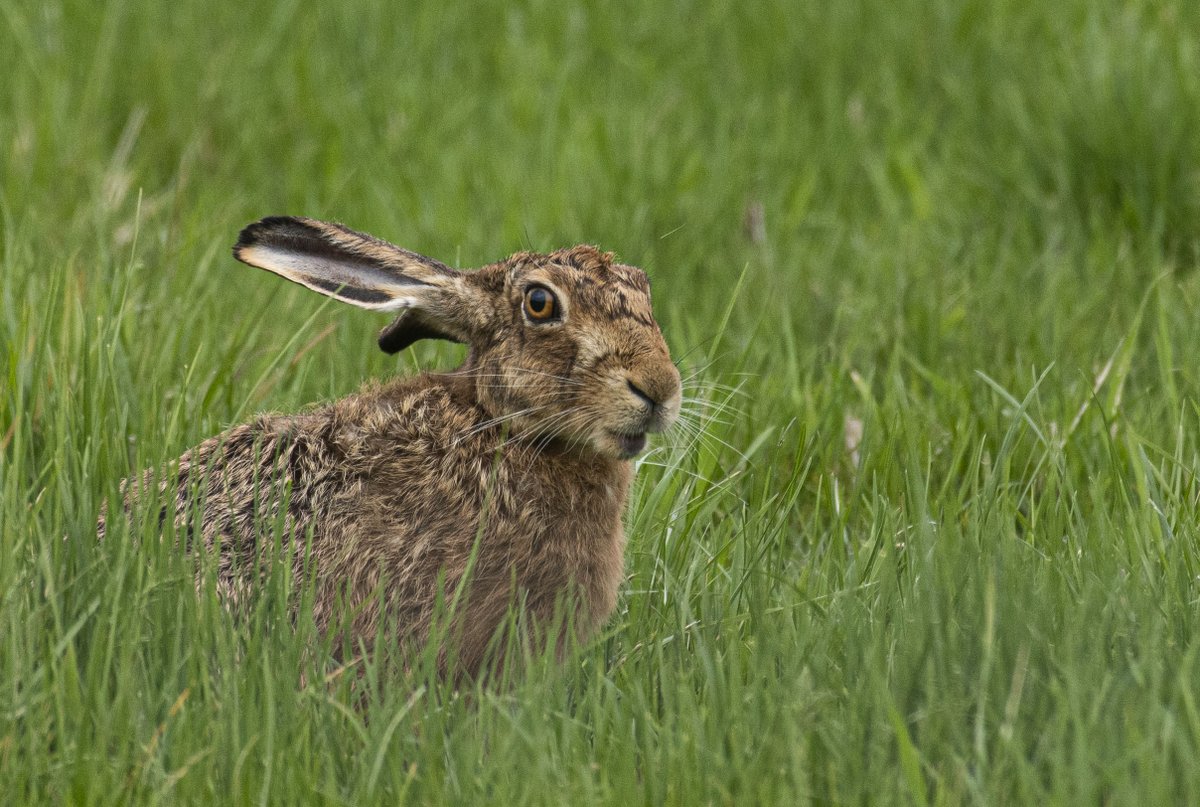 wildedinburgh's tweet photo. Some great Brown Hare faces tonight.... #wildlife #hares #brownhares #fife #fifewildlife #wildfife #smallholding #smallholdinglife https://t.co/hVZnFusCGO