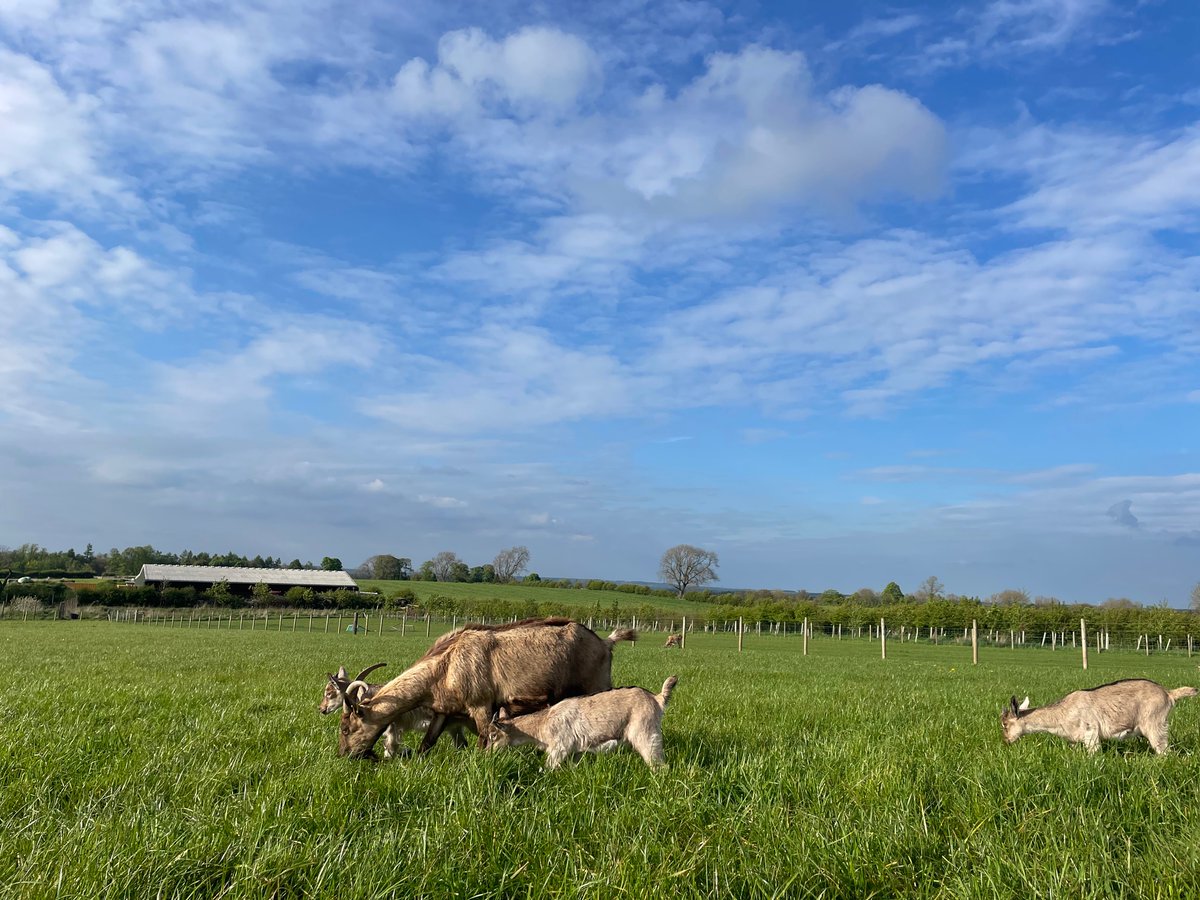 Swift and her triplet
girls are enjoying the newly fenced goat field ♥️💕💕💕