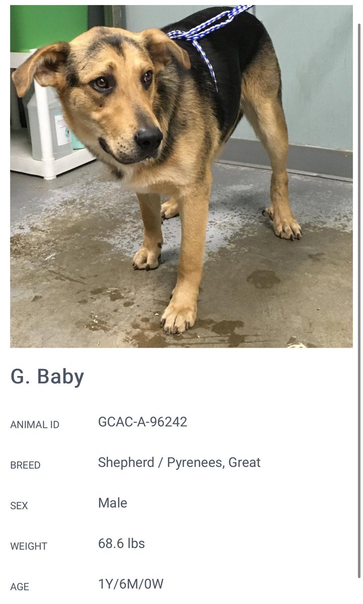 GCAC negative 17 kennels 😭 G. Baby is marked urgent ‼️ He is young and needs training as he is a Great Pyrenees mix 🐶 ☹️ Terrified in kennel ✴️ Info in photo 📍 Greenville, SC ☎️ 864-467-3952 #adoptdontshop #FostersSaveLives #southcarolina @Dubs4Mutts @G4TXNYCpups