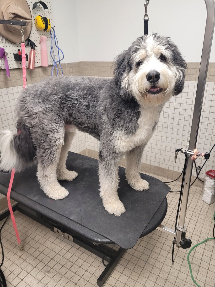 Baker the Bernadoodle came in for a groom with Jay the other day and did a great job! ✨

#petgrooming #doggrooming #bernadoodlegrooming #dogsofinstagram #doodle #bernadoodle #doggroomer #petgroomer #pets #pet #groomer #doglover #doglovers #petstylist #petshop #petsofinstagram...