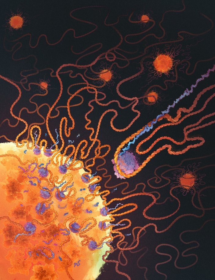 What are the functional roles of 3D genome organization? Our paper in <a href="/Nature/">nature</a> led by <a href="/_prashantbhat/">Prashant Bhat</a> demonstrates how dynamic 3D genome organization around nuclear speckles plays a crucial role in regulating mRNA splicing efficiency. rdcu.be/dHkez