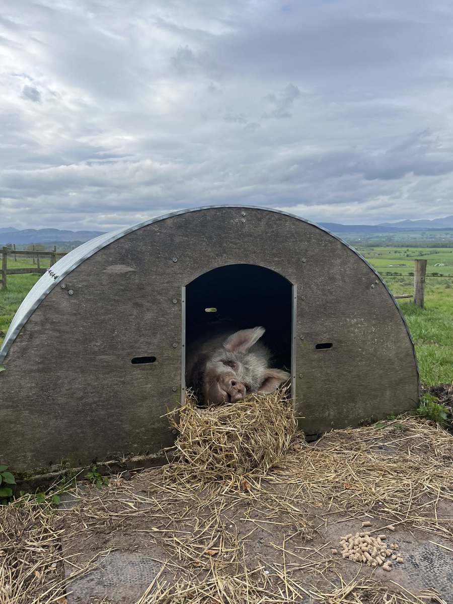 Tammy Swinette 

Living her best life ❤️

I rescued her when she was 2 years old… she’s now 10 which is exceptional for an ex commercial breeding sow… not as active as she used to be but still enjoys a wallow and grazing in her paddock 🥰

#arnbegfarmstayscotland #pig