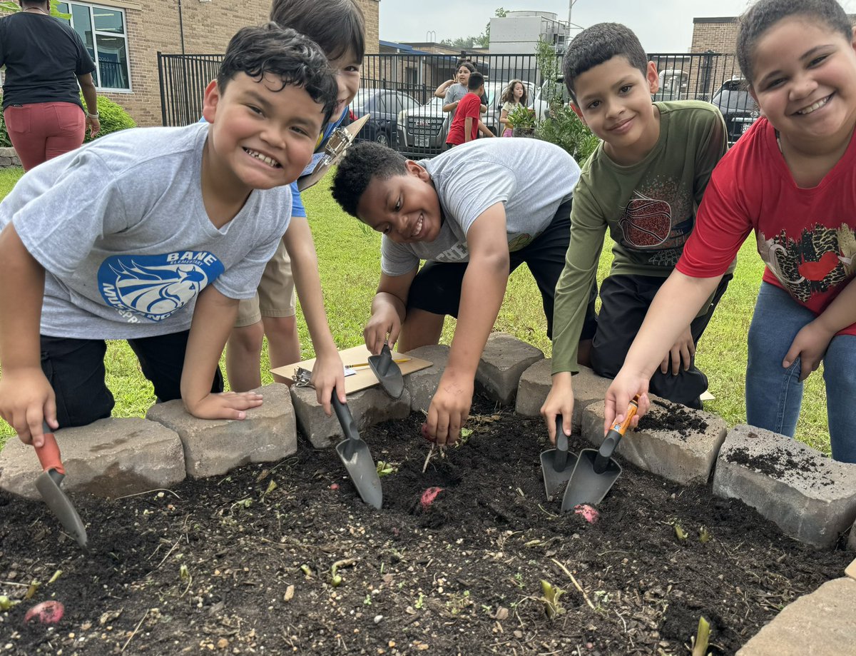 These 3rd graders are having a blast harvesting potatoes 🥔 🌱 😆 @BaneElementary @readygrowgarden @CyFairISD @PowerUpCafe #gardenday #schoolgarden #organicgardening #texasgardening