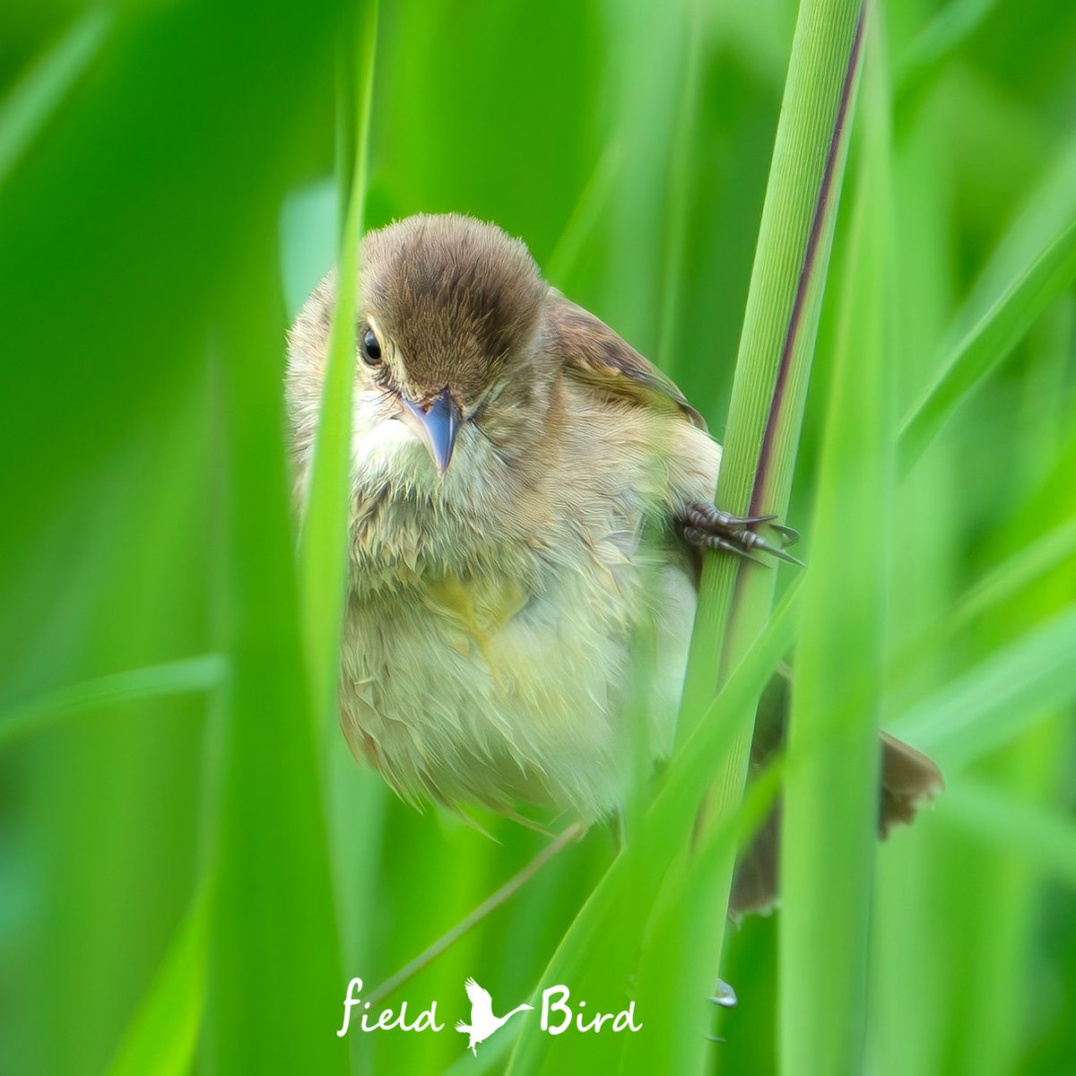 おはようございます꒰◍･ᗜ･◍꒱ #モフ曜日 、ちょっと寒いかな 葦の間をそーっと覗いて見てごらん みんなでギョシギョシ鳴いてるよ～🎶 #オオヨシキリ #野鳥 #野鳥写真 #野鳥観察 #SonyAlpha #これソニーで撮りました #写真撮ってる人と繋がりたい