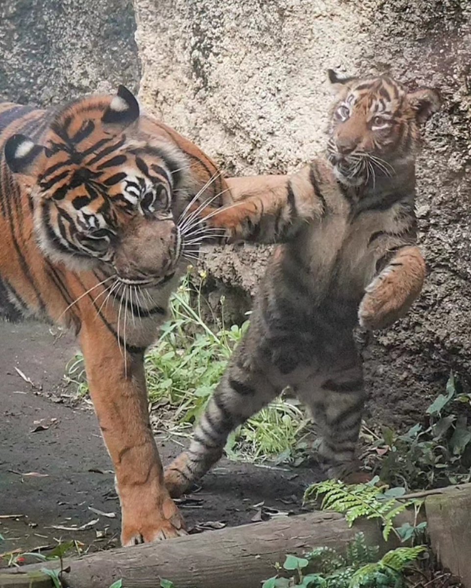 元気いっぱいな親子😄
#スマトラトラ #上野動物園  #sumatrantiger #tiger