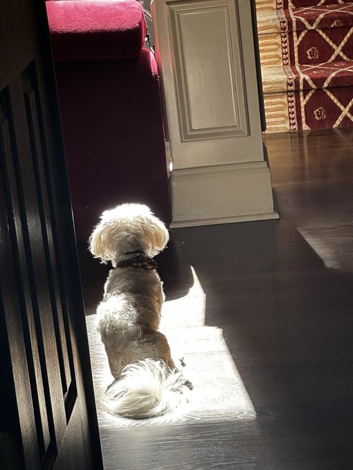 I&rsquo;m working in my office and caught Theo basking in the sun ☀️ https://t.co/u2xMK96Tua<a href="/tag/sexpertcorner"class="tags"><span>#sexpertcorner</span></a>
