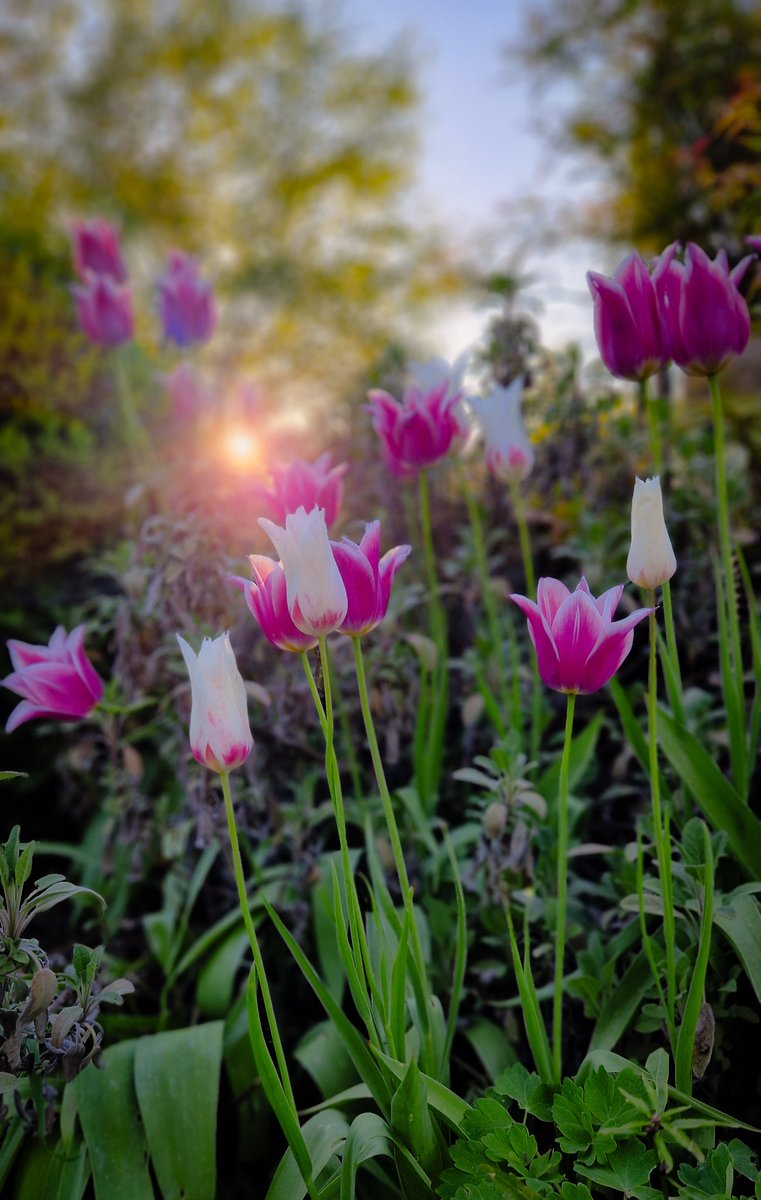 Another beautiful evening in my garden. Spend it mowing the lawn 🙃 Tulipa Marilyn and Tulipa Ballade flowering among my Sage by the way. #FlowersOfTwitter #gardening