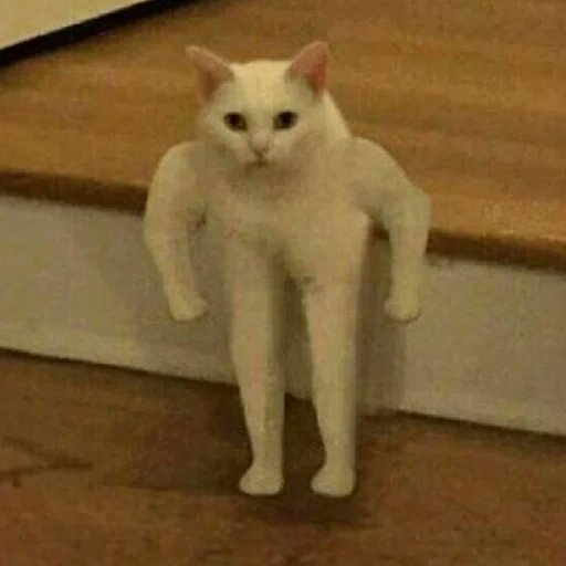 asheik0824's tweet photo. @mrpunkdoteth combined with the fact that Cats have 9 lives and this coin has $LEGS this is eventually gonna hit millions.
https://t.co/vP52PQZNcT https://t.co/hCRbNY6rOA