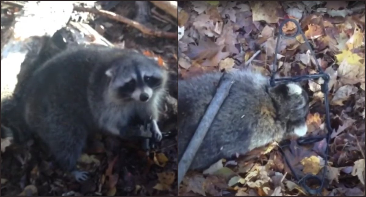 A New Hampshire trapper looked into the eyes of this #raccoon and then put a killing trap over the raccoon's head to violently kill the animal. To be that ruthless and cold is scary. #BanTrapping #TrappingIsASickness #CompassionOverKilling #NHCART #Coexist