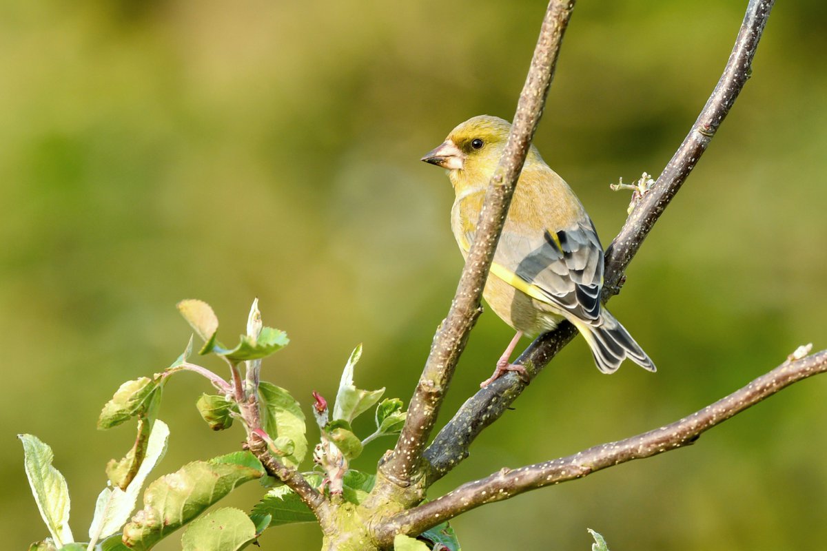 A #greenfinch in an apple tree. 

#TwitterNatureCommunity #BirdsofTwitter #nature #birdtwitter #wildlife #FinchFamily