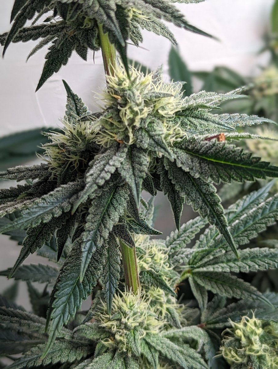 Day 38 flower... 2nd year back in the garden, organic only and this fermented from @lrishjake GAWDDAYMN!  even the clone i gave the growmie blew up in like 3 weeks.  The landrace vigor is obvious. Just like katsu's 79 heirloom skunk.. genetic vigor.