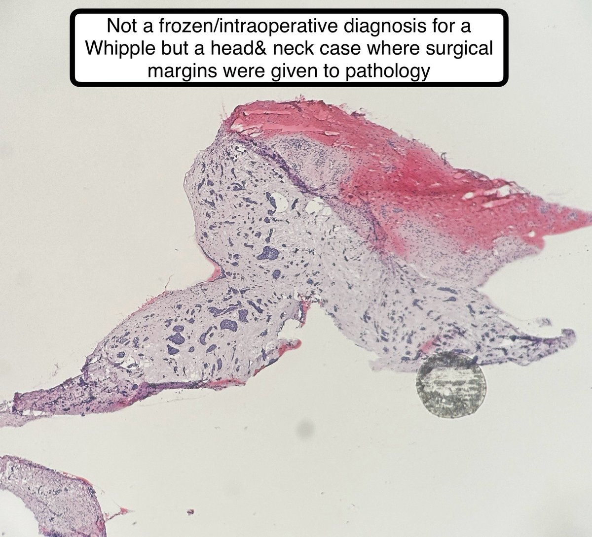 Jay "Thymocyte" Hwang tweet media