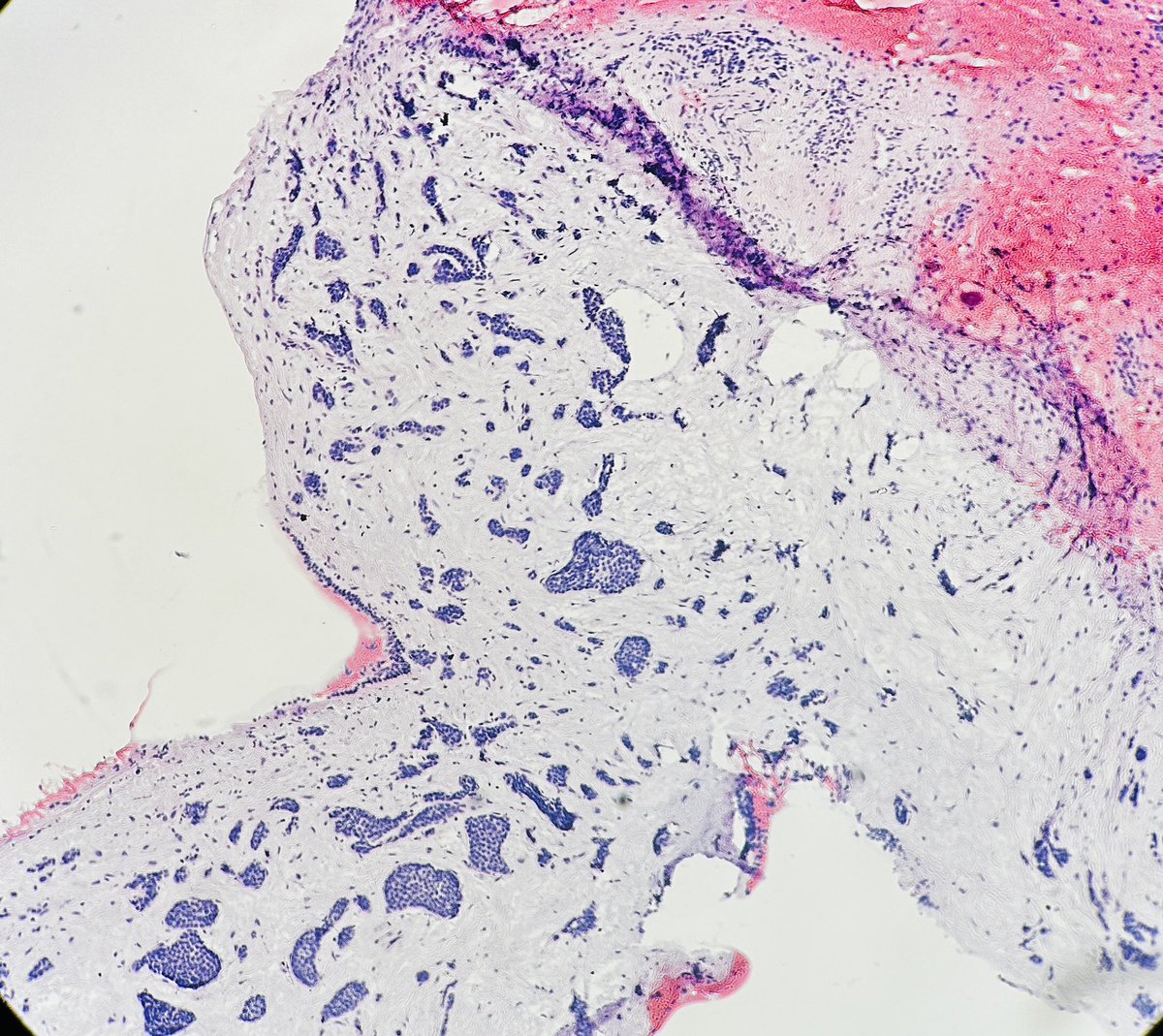 Jay "Thymocyte" Hwang tweet media