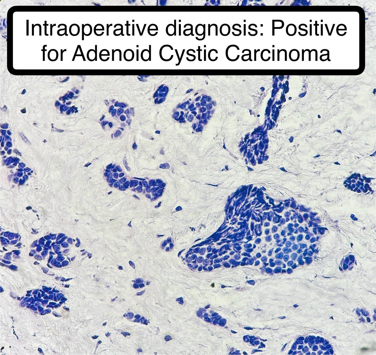Jay "Thymocyte" Hwang tweet media