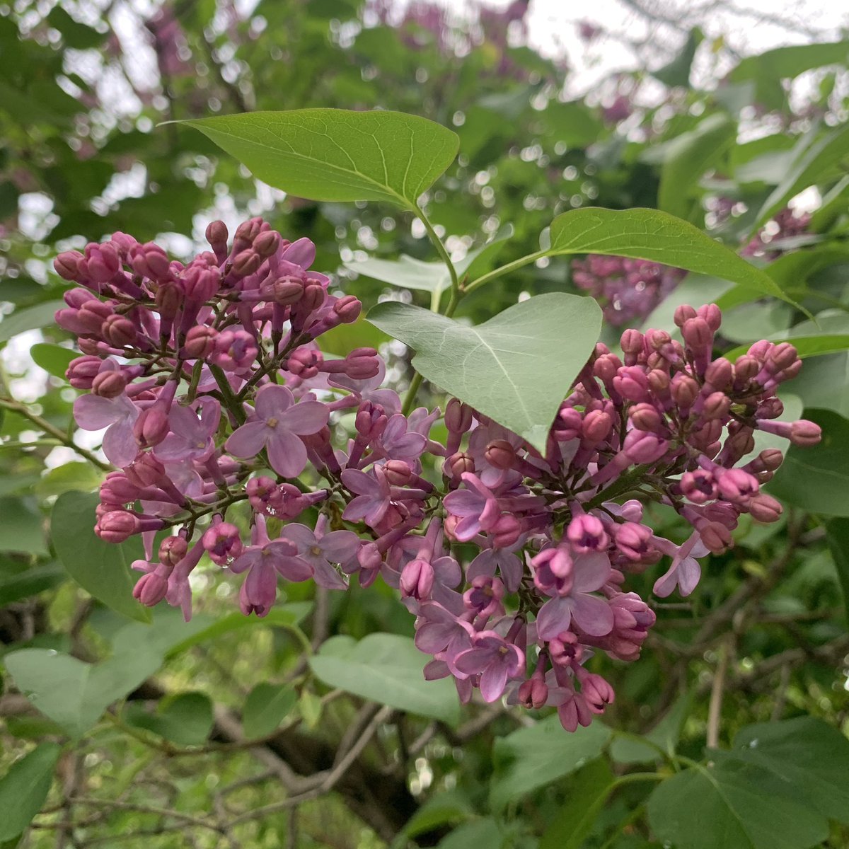 Hooray for lilac season!