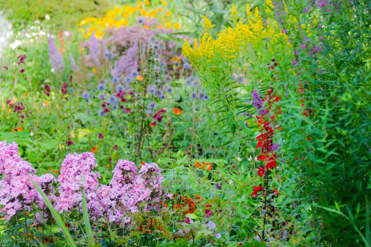 Have you heard of chaos gardening? It's one of today's hottest gardening trends, requiring far less time and effort compared to traditional gardening methods - and perfect for beginners and old hand gardeners alike. 🌱

👉 buff.ly/44sXwQt 💚

#theclqrt 💕 #gardening