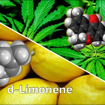 New @JohnsHopkins research reveals that d-limonene, a natural compound in cannabis, may reduce anxiety effects caused by THC. This could make THC safer for both medicinal and recreational use. aau.edu/research-schol…