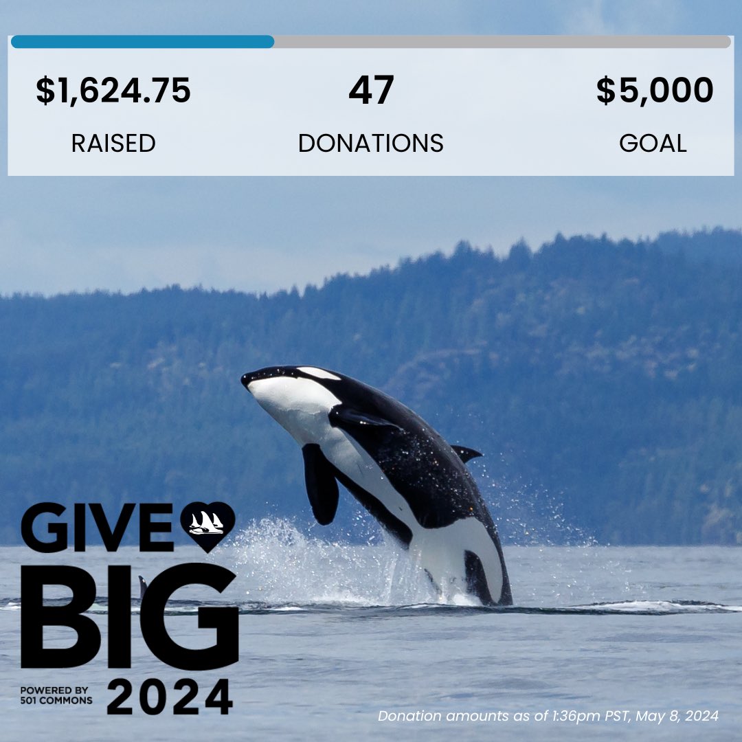 Today is the last day of GiveBIG and we are a little over a quarter to our goal of raising $5,000.

We hope you consider donating to help us reach our goal! Your contribution helps fund our ongoing work to recover the endangered Southern Resident orcas!

donorbox.org/givebig-2024-1