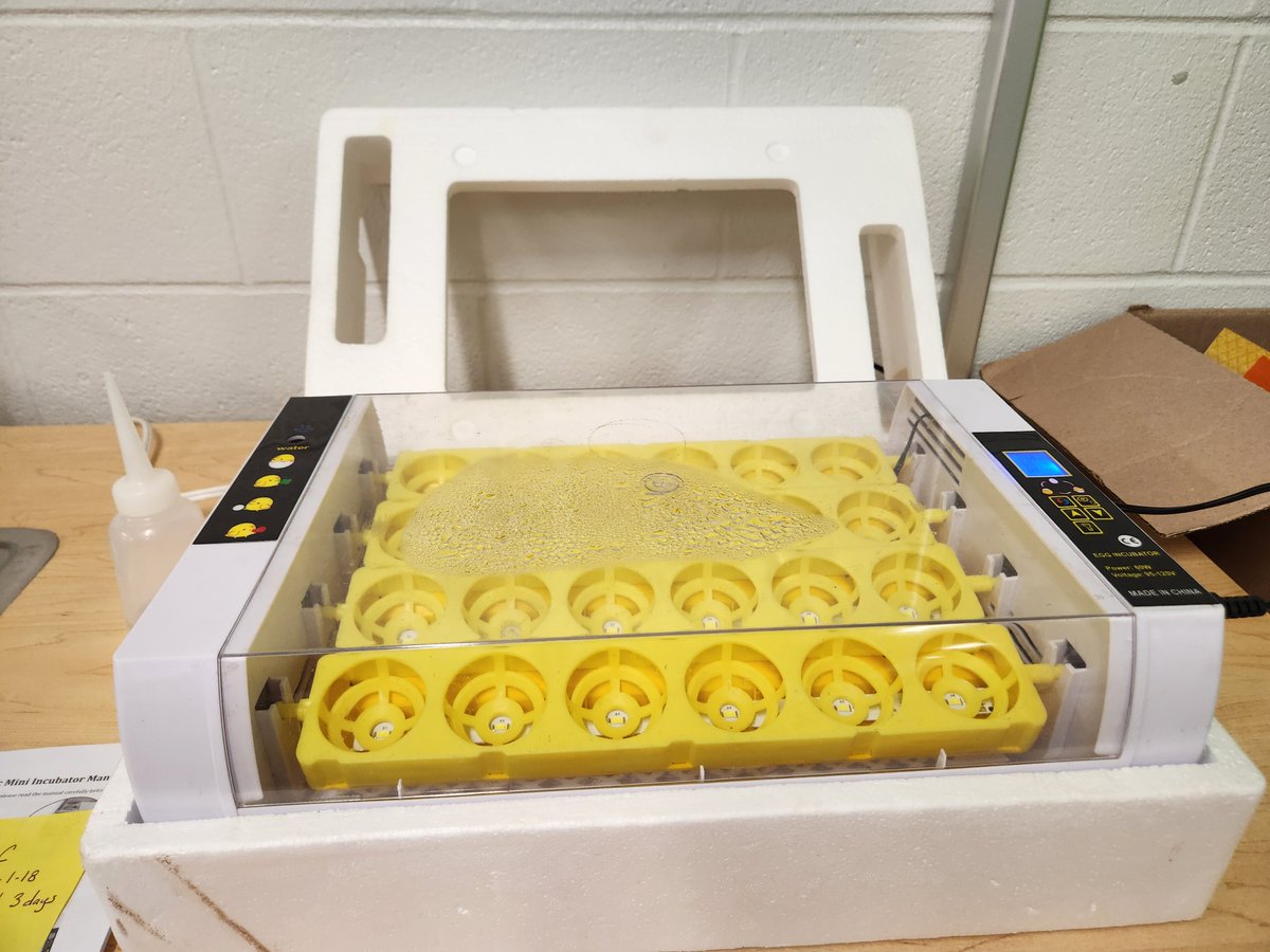 PREPRIDE's tweet image. Guess what our Kindergarten teachers are up to?