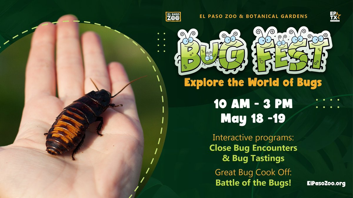 Join us at Bug Fest on May 18-19 from 10:00 a.m. - 3:00 p.m. at the El Paso Zoo!Experience the fascinating world of bugs through interactive programs like close bug encounters and bug tastings. Don't miss out on the Great Bug Cook Off: Battle of the Bugs!📷 #BugFest @elpasozoo