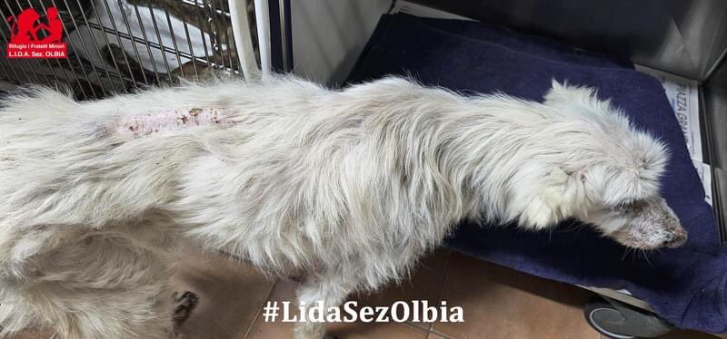 Olbia, 08.05.2024
Un povero cane ridotto ad una larva, l'odore nauseabondo che emana dai buchi sulle zampette, gli occhi pieni di pus, magro da far paura e completamente annientato nell'anima.
Scheletrico, pieno di piaghe, le unghie lunghissime