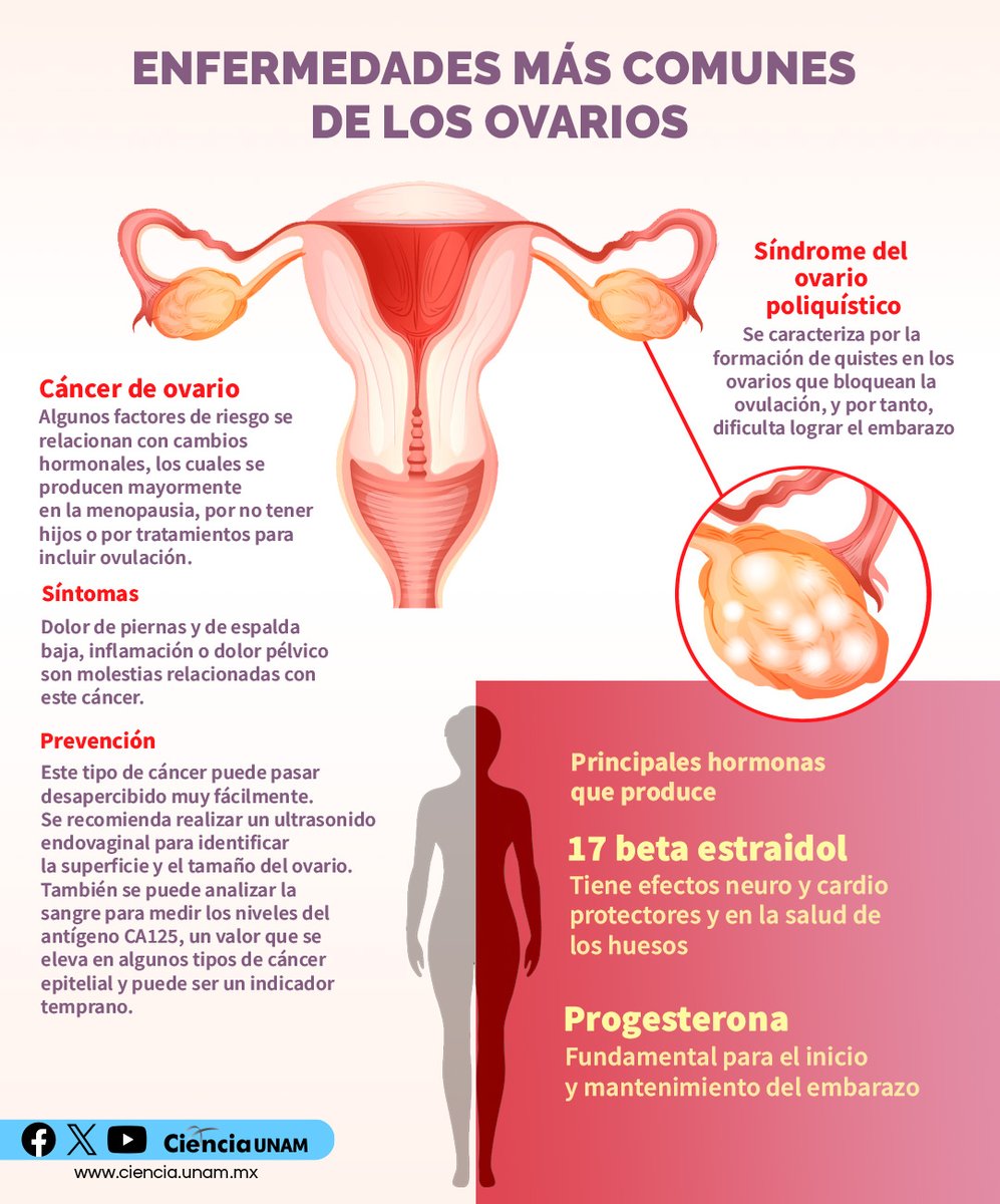 #Salud | Los #ovarios son órganos productores de células sexuales y hormonas. En esta infografía podrás conocer más sobre sus funciones y las posibles enfermedades que pueden atravesar: lc.cx/ilviv2 Día Mundial del #CáncerdeOvario