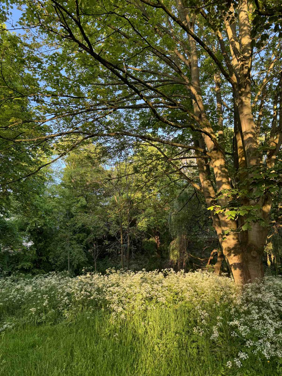 In the words of William Wordsworth, 'my heart leaps up' when I see this golden light along the Wensum. #Norwich