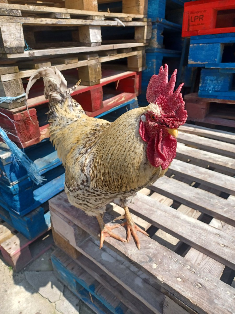 Friendly Cockerel Southern Stone in Dorest.
