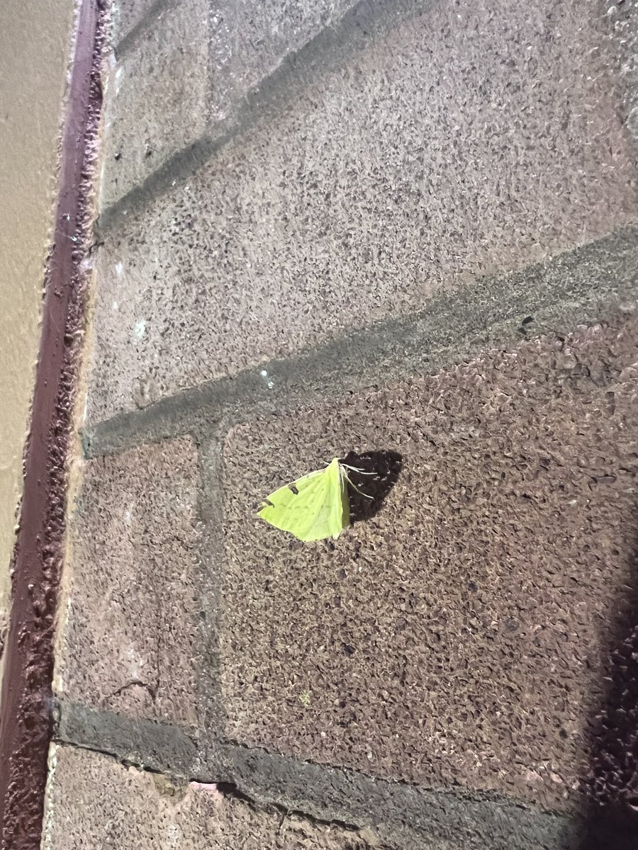 Trap has been out about an hour and we have Brimstone Moth and Cockchafer beetle, both NFY.