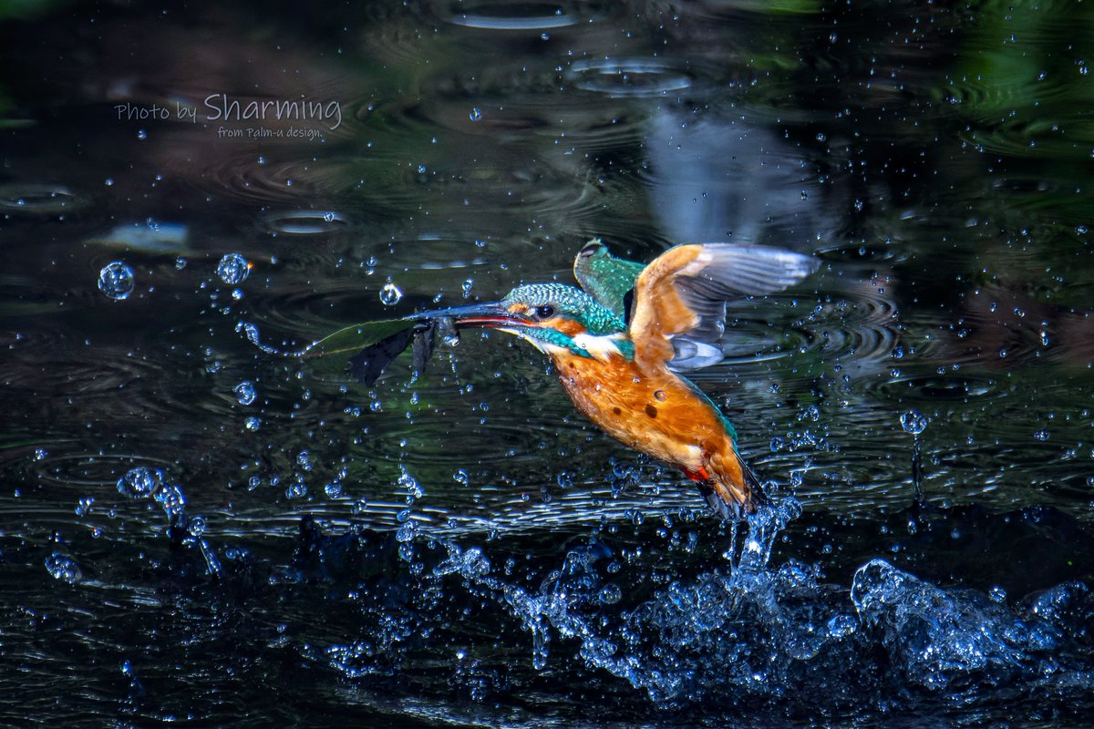 水深が浅いので葉っぱを捕まえがちです。😅

#カワセミ #kingfisher 
#α1 #SEL100400GM 
#SEL20TC #SONY