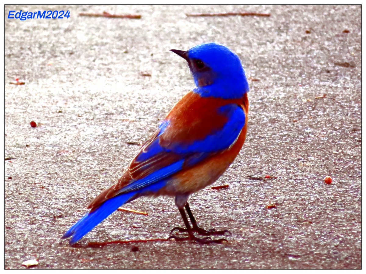 Western Bluebird 🤠🐦

(Sialia mexicana)