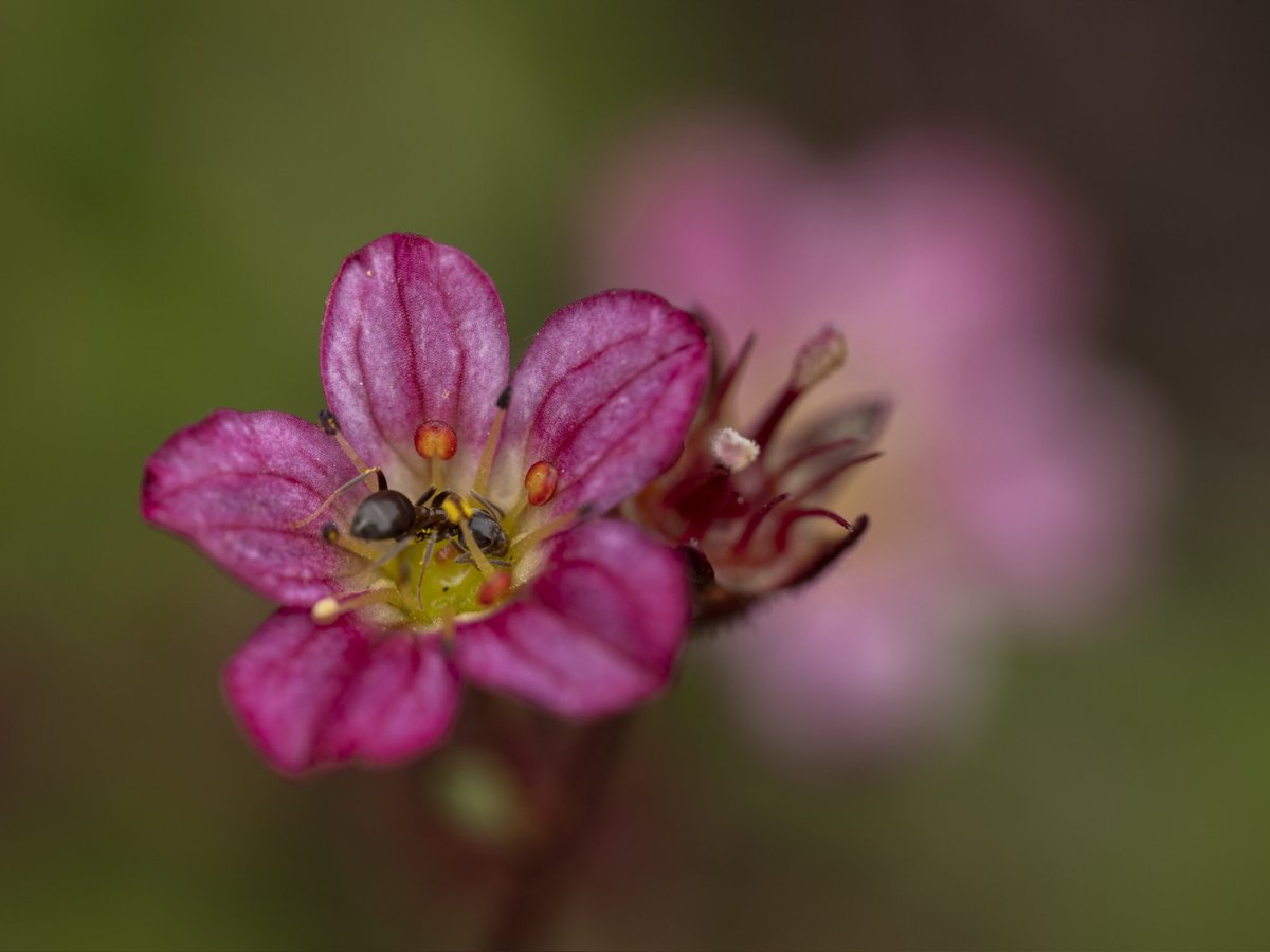 Ants are really busy now #Togtweeter #ThePhotoHour #snapyourworld #insects #ants #macro #NaturePhotography #macrophotography