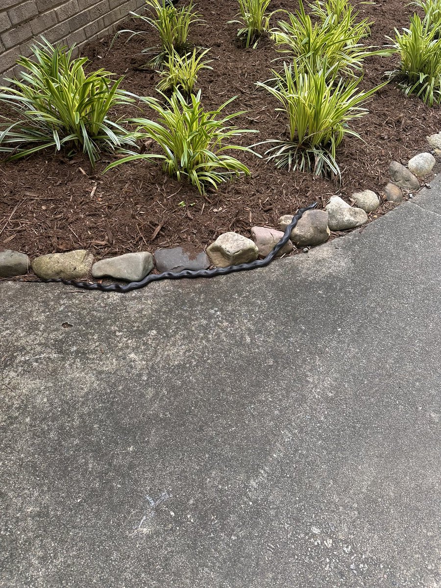 .@NCWildlife Any one know what type of snake 🐍 this is in NC ? My guess is a black rat snake or Black Racer.