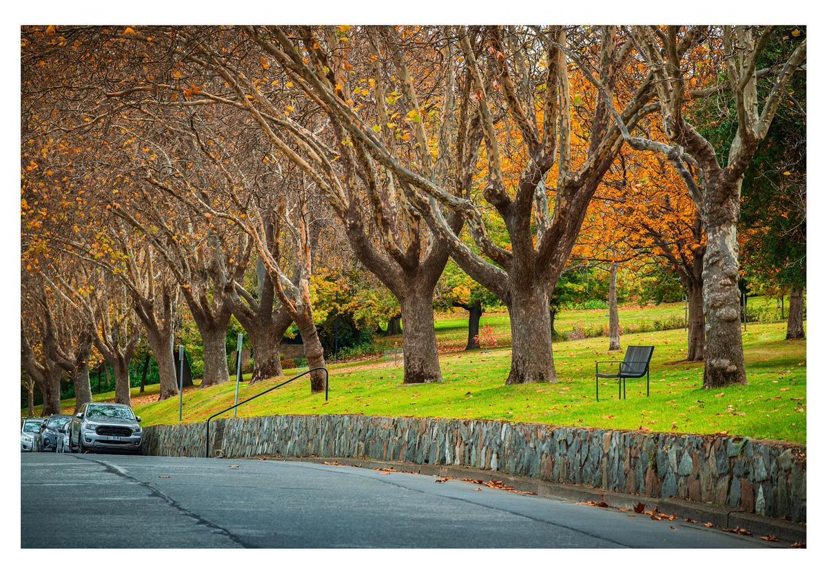The autumn colours are reaching their peak around nipaluna/Hobart. Try wandering the foreshore, Salamanca or exploring the Royal Tasmanian Botanical Gardens to catch the golden tones! 

📌  nipaluna/Hobart
bit.ly/nipaluna-hobart

📸 Simon Kemp
instagram.com/wandering.simo…