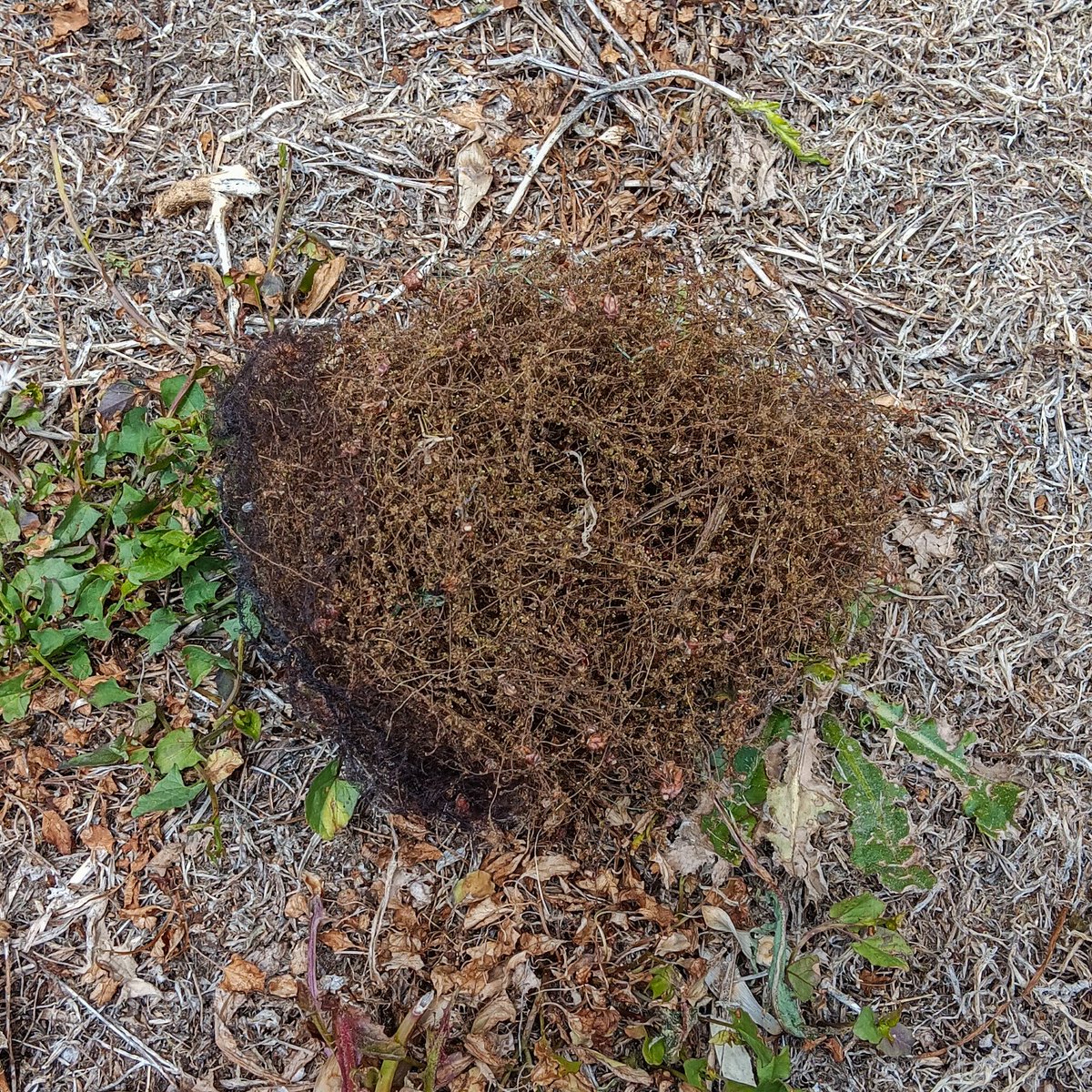 I discovered a new genus of plant today. The False Hairbunnus Nettus. Looks like it's in a hair net.