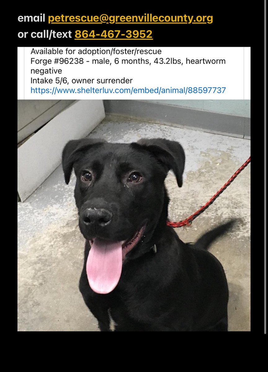 💔 GCAC negative 17 kennels! 😢 At SIX MONTHS old, Forge is still just a baby and already euth listed 😢 ✴️ Info in photo 📍 Greenville, SC ☎️ 864-467-3952 #adoptdontshop #FostersSaveLives #southcarolina @TomJumboGrumbo @Dubs4Mutts @G4TXNYCpups